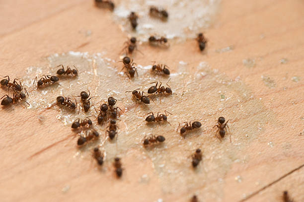 Best Affordable Pest Control Services  in Woodway, TX
