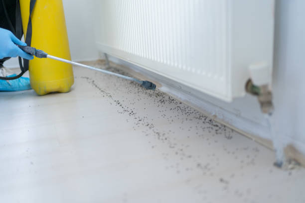 Best Ant Control Services  in Woodway, TX